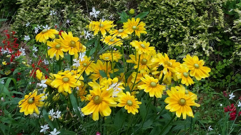 CMP CATTP ADULTES PETIT QUEVILLY